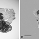 Illustration for article titled This ancient Arctic plant regenerated after being frozen for 32,000 years